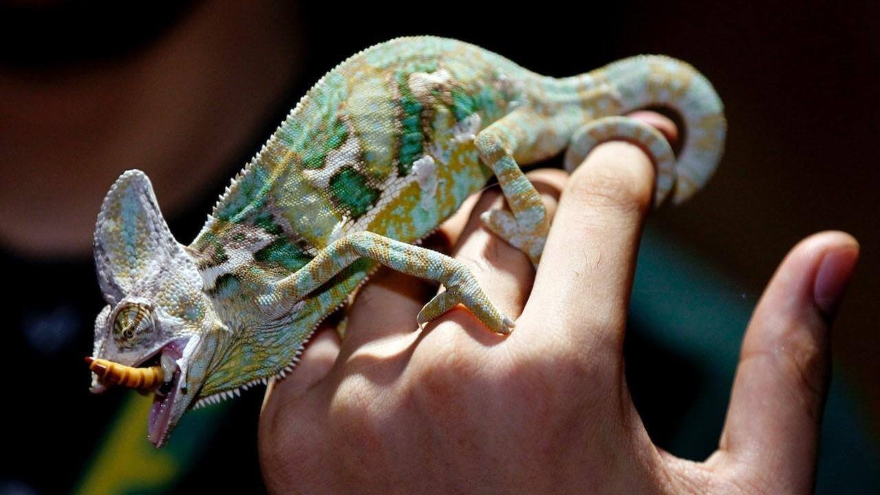 How to Make Your Chameleon Smile for the Camera 2