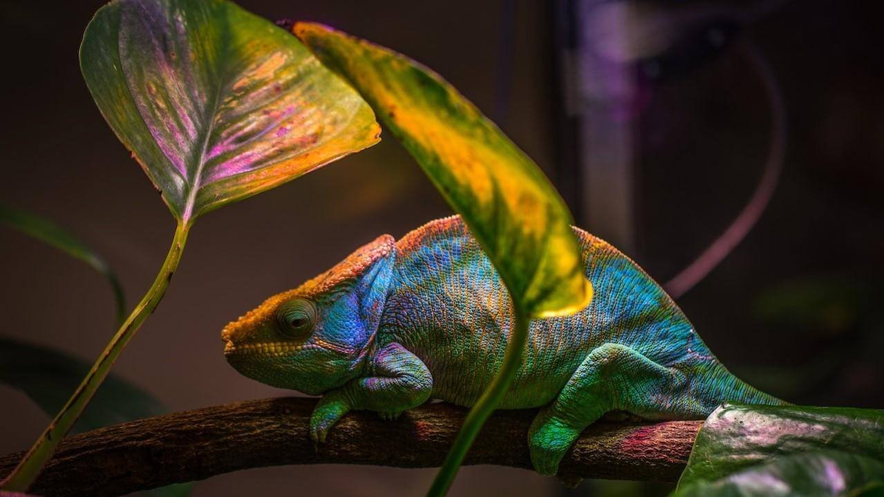 How to Make Your Chameleon Smile for the Camera 3