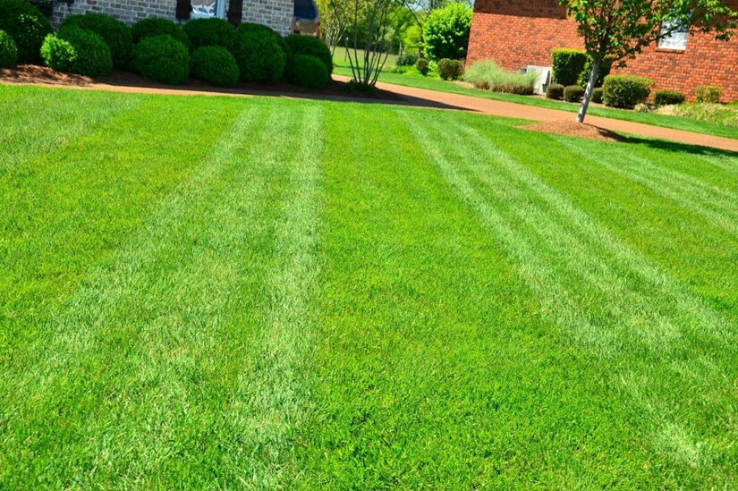 How Often Should You Edge Your Lawn-5