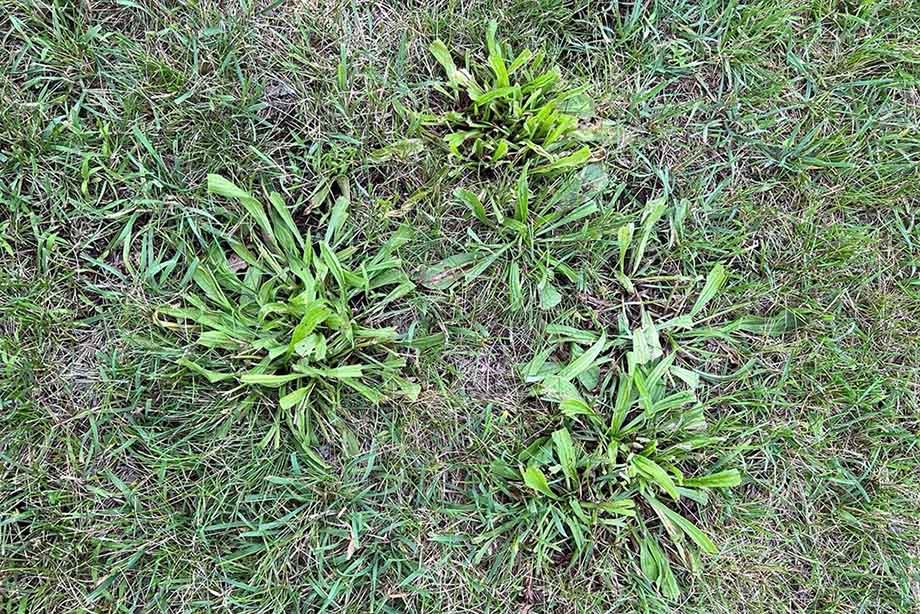 Factors to Consider before Cutting Weeds