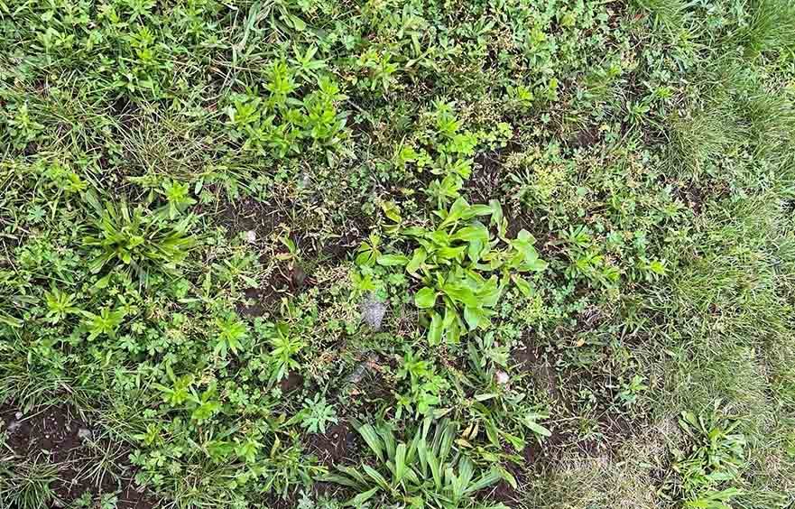 Pros and Cons of Cutting Weeds before Spraying