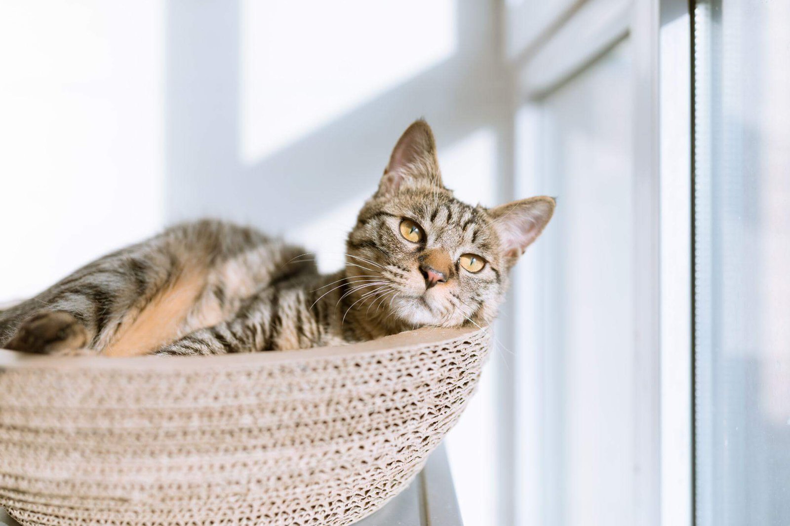 6 Things First-Time Cat Owners Should Know Before Adopting 2