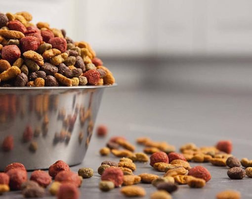 Chosing the right dog food
