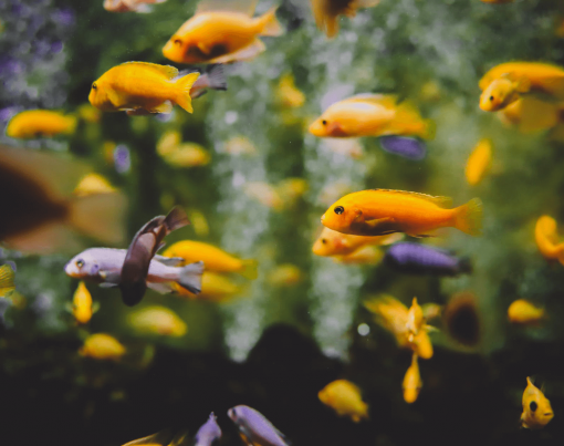 7 Ways to Keep Your Pet Fish Happy