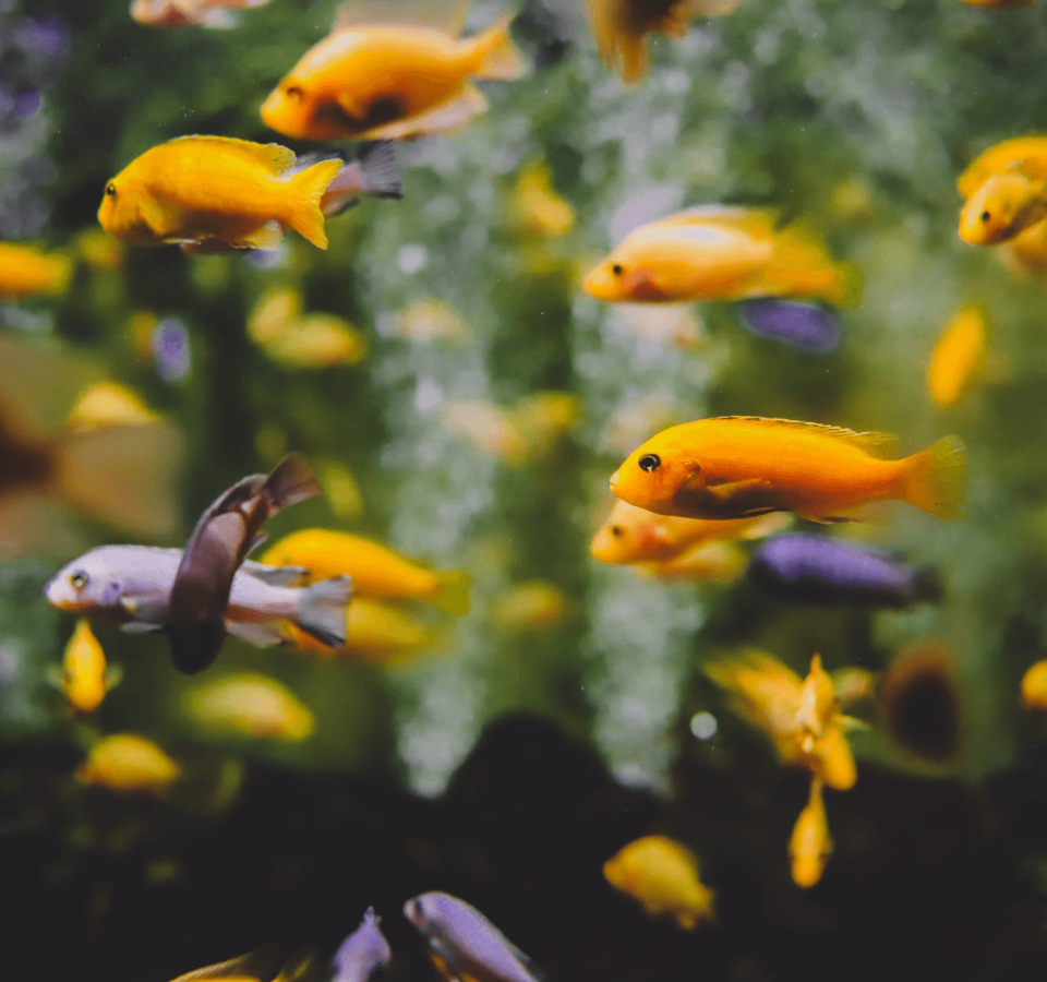 7 Ways to Keep Your Pet Fish Happy