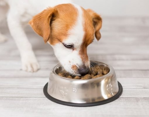 5 Tips for Choosing the Healthiest Dog Food