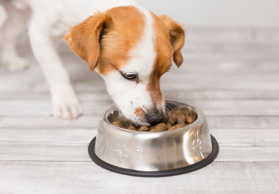 5 Tips for Choosing the Healthiest Dog Food