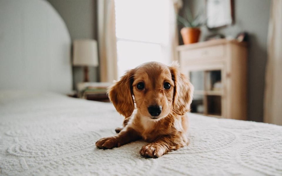 How to Search for Pet-Friendly Apartments