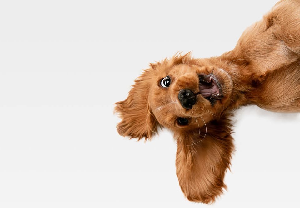 Bring Your Dog Everywhere