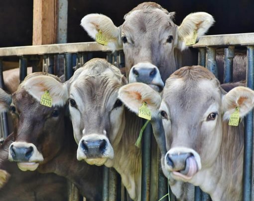 Understanding the Basics of Livestock Care