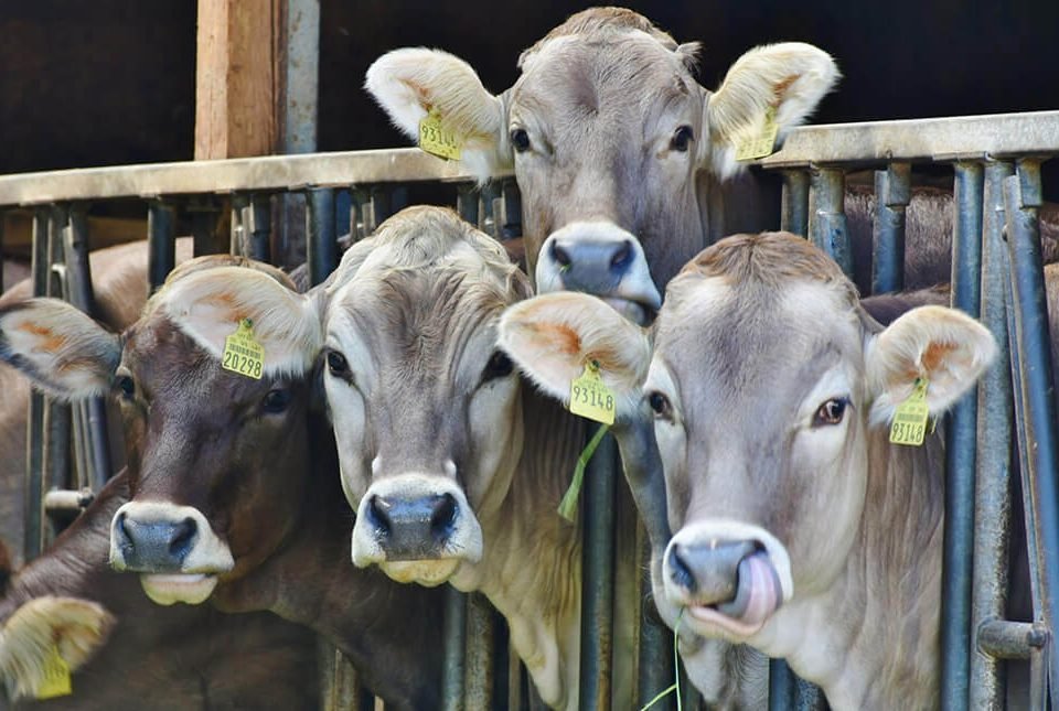 Understanding the Basics of Livestock Care