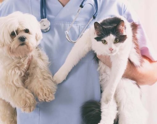 Fur Parenting In The Locality Of Buffalo