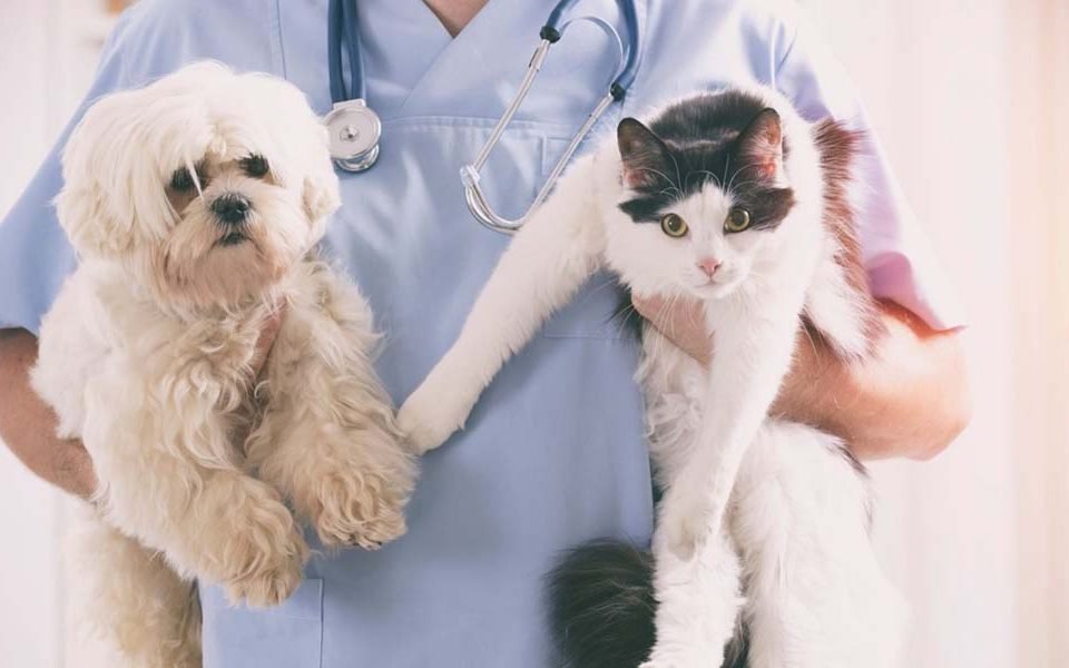 Fur Parenting In The Locality Of Buffalo