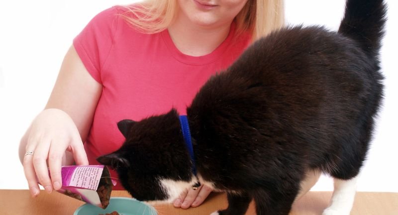 How to Choose Best Cat Food For Felines