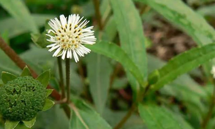 10 Incredible Health Benefits of Bhringraj Oil