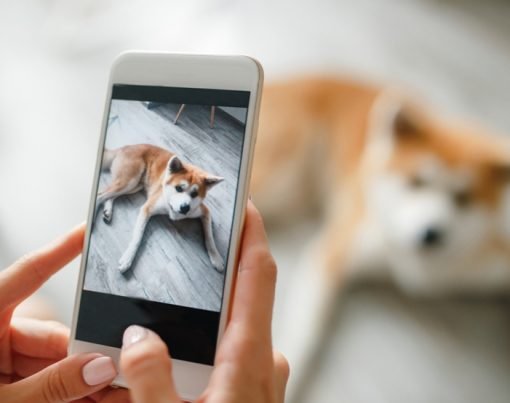 How To Get The Best Photos Of Your Dog (1)-1