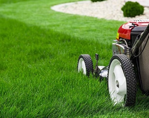 Lawn Care guide for Beginners