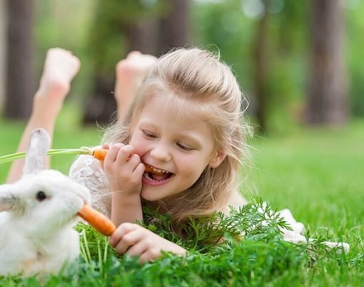 9 Methods For Caring For A Rabbit-1