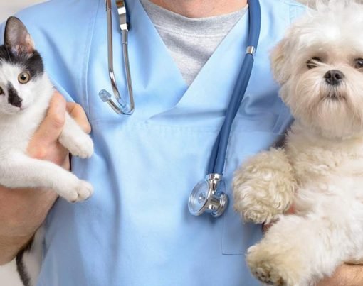Important Precautions for Veterinary House Visits