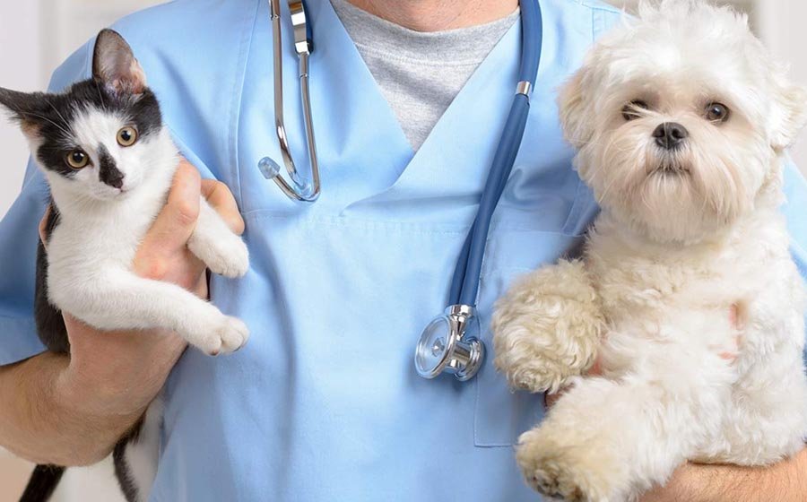 Important Precautions for Veterinary House Visits