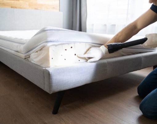 What are the Prime Causes of Bed Bugs Infestation