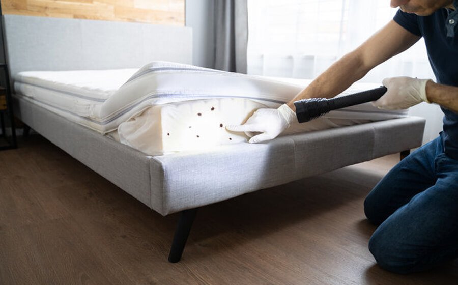 What are the Prime Causes of Bed Bugs Infestation