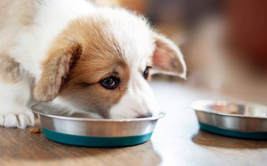 How To Choose The Best Food For Small Dogs