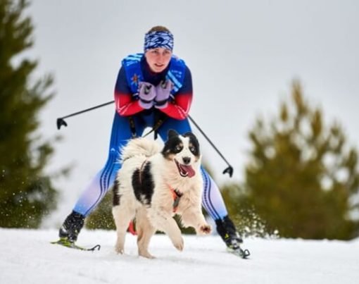 How-To Guide for Taking Your Dog Skiing for the First Time-4