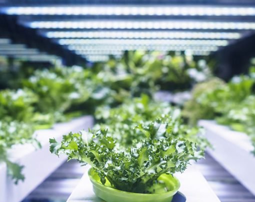 How to Grow Like a Pro with LED Technology