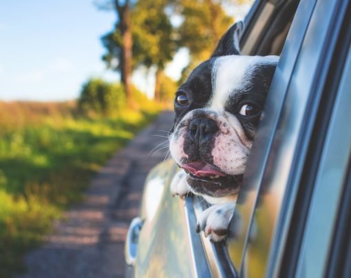 Save Your Car's Interior with These 8 Dog-Proofing Tricks (1) (1)