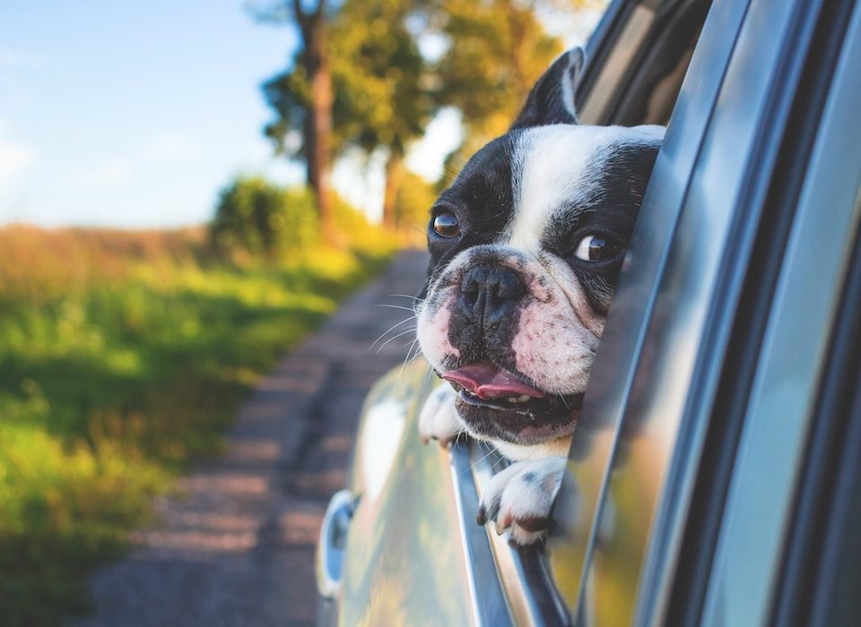 Save Your Car's Interior with These 8 Dog-Proofing Tricks (1) (1)