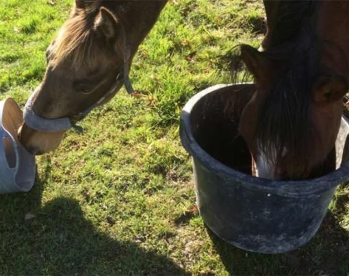 Reduce Stress in Horses with Calming Feeds