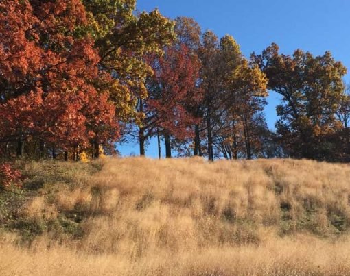 7 Native Trees to Plant This Fall