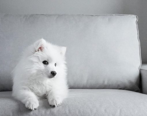 5 Housebreaking Tips for the New Dog Owner (2)