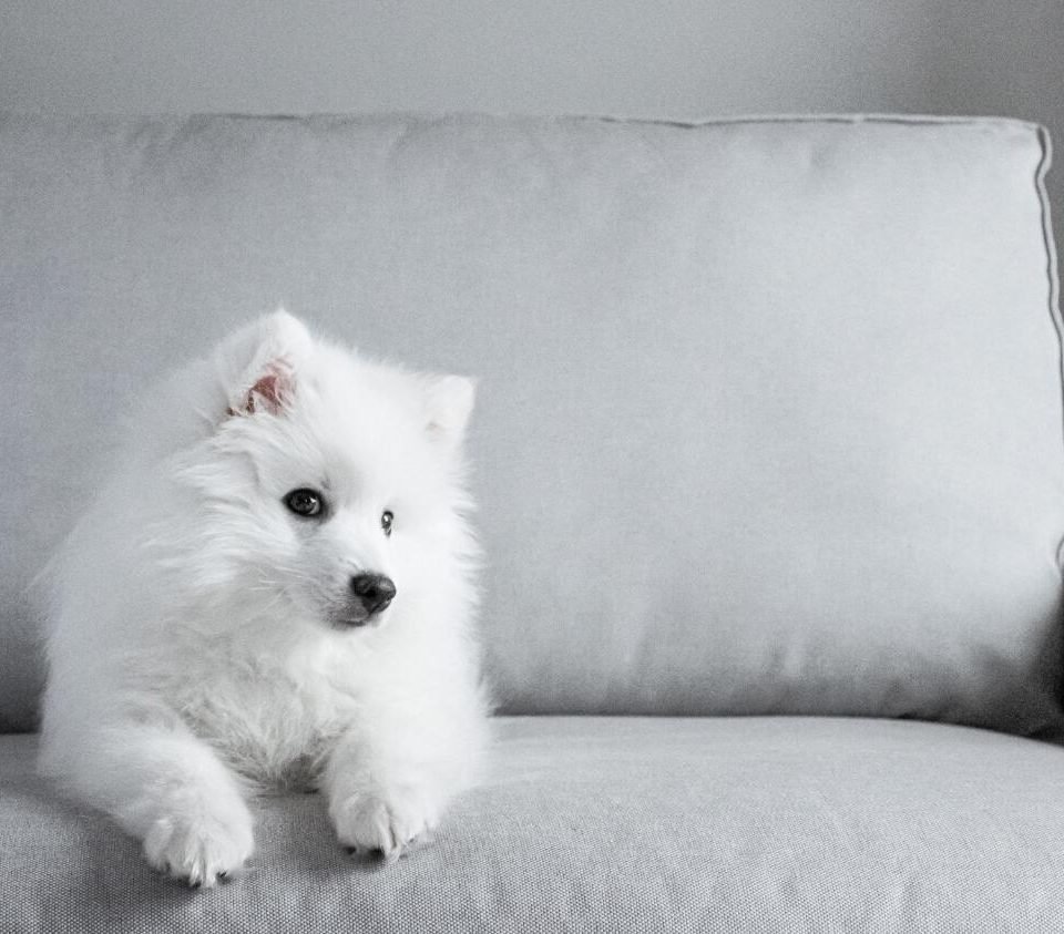 5 Housebreaking Tips for the New Dog Owner (2)