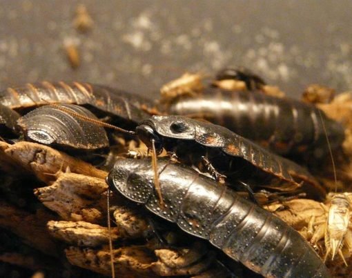 Dubia Roaches vs Madagascar Hissing Roaches