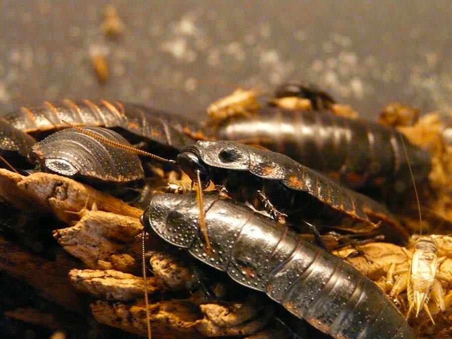 Dubia Roaches vs Madagascar Hissing Roaches