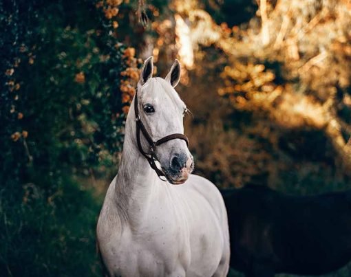 Horses Suffer from Anxiety