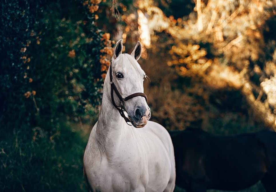 Horses Suffer from Anxiety