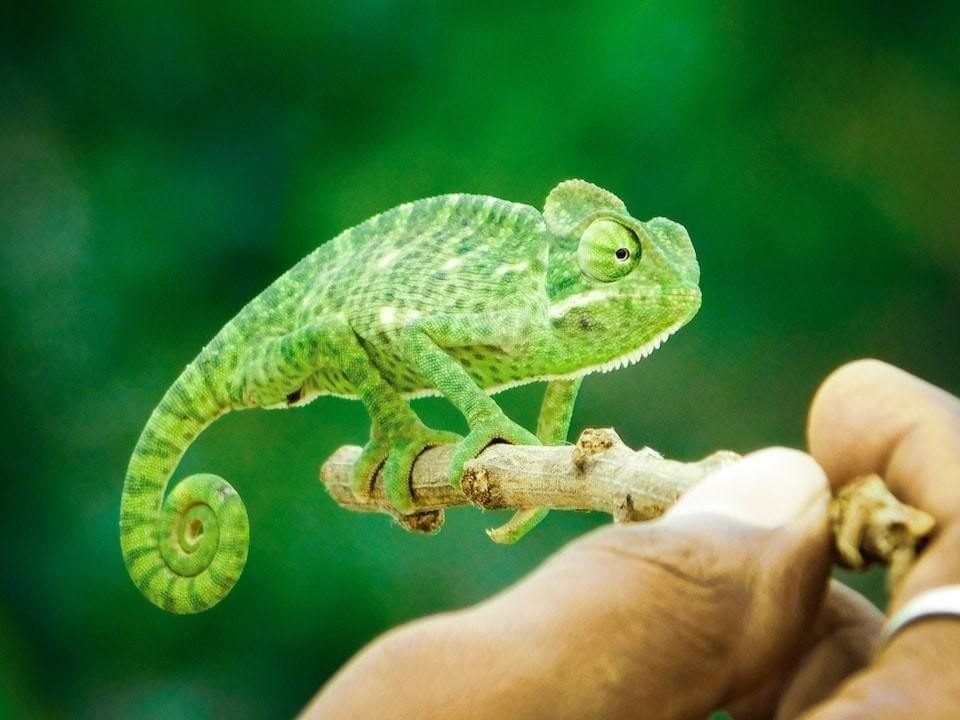 How to Make Your Chameleon Smile for the Camera
