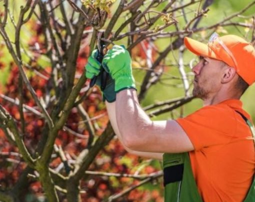 The Best Time of Year to Schedule Tree Services for Optimal Results In Rochester
