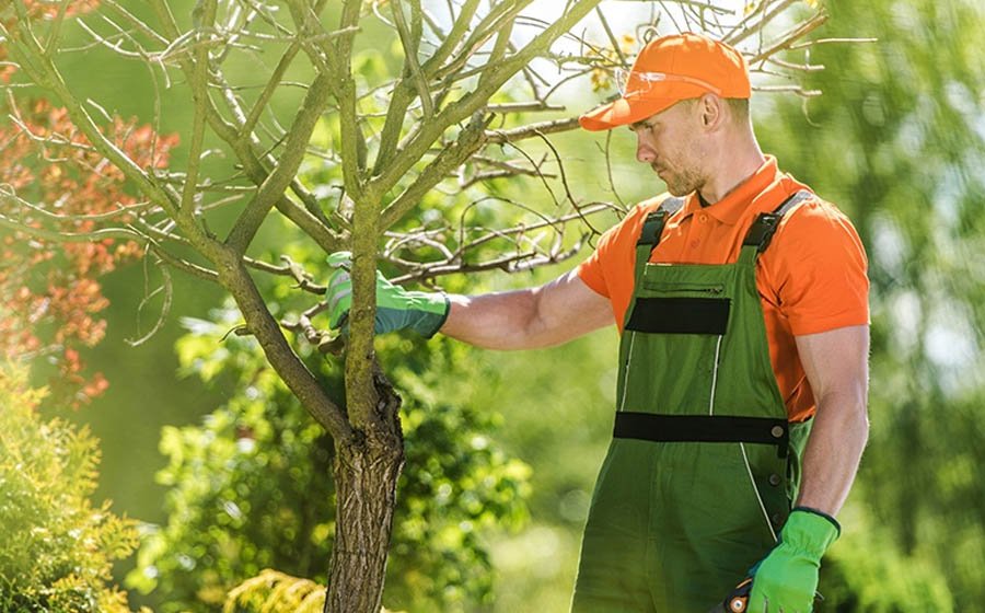 The Importance of Tree Maintenance for Property Values in York