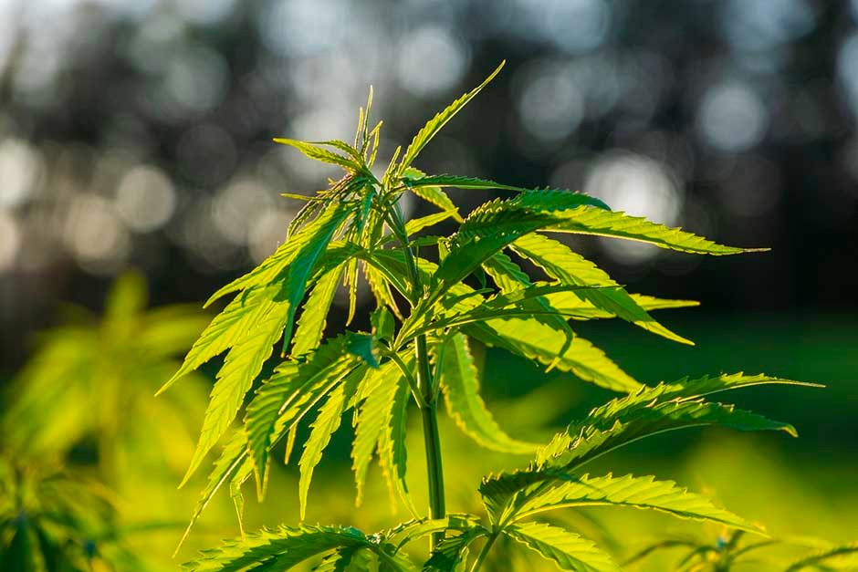 10 Unique Hemp-Derived Goods You May Not Be Aware Of