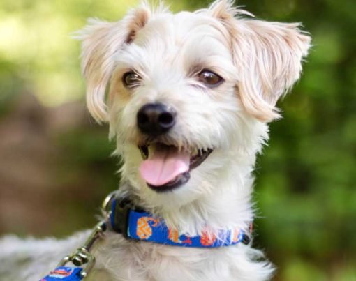 How To Choose the Right Dog Collar for Your Pet