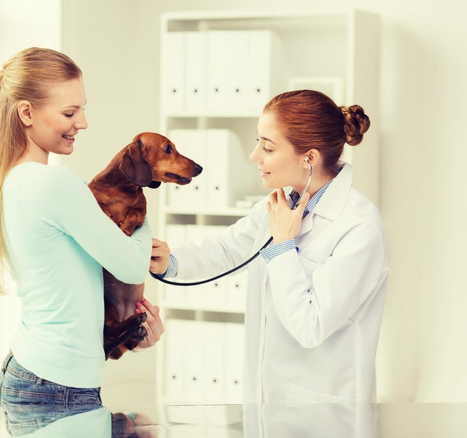 How to Get Ahead of Veterinary Practice Management