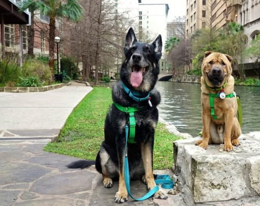 Pet-Friendly Activities for a Memorable Vacation in San Antonio