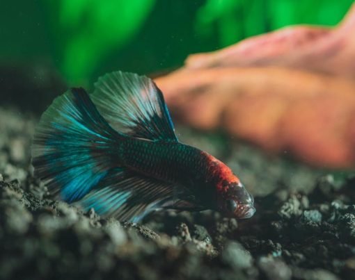 Best Substrate For Betta Fish