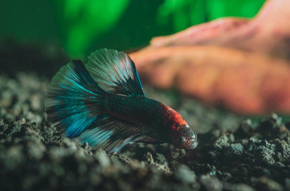 How To Choose The Best Substrate For Betta Fish 5 Steps Xivents