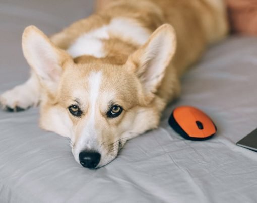 Five Common Corgi Health Issues