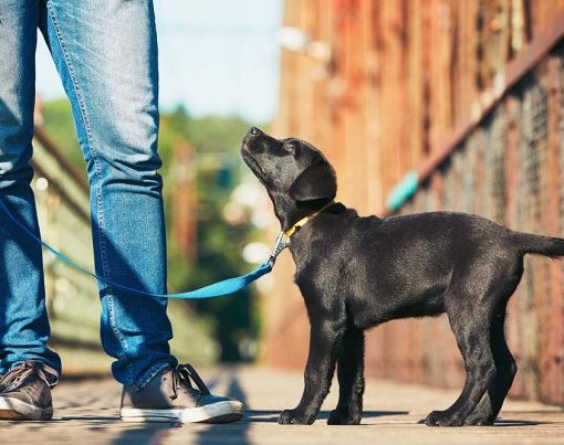 Morning walk with dog (black labrador retriever). Young man is training his puppy walking on the leash.